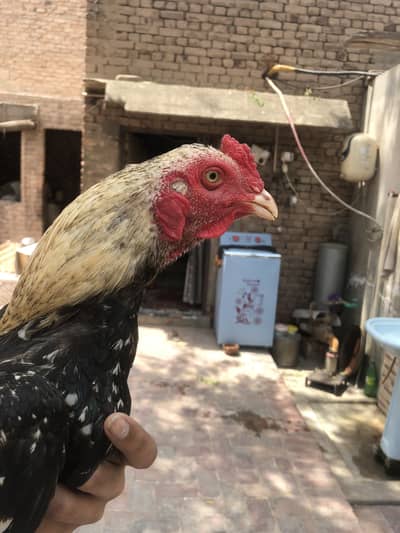 Nice bird and lo price or quality check kara