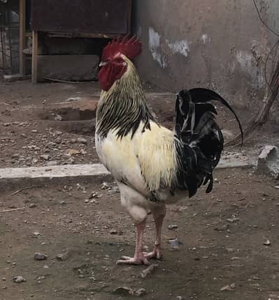 Succex bread . 16 months old . Male