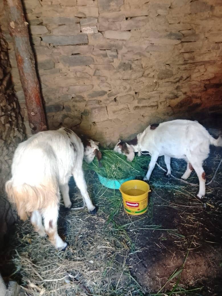 قربانی کیلئے دو بکریاں 0