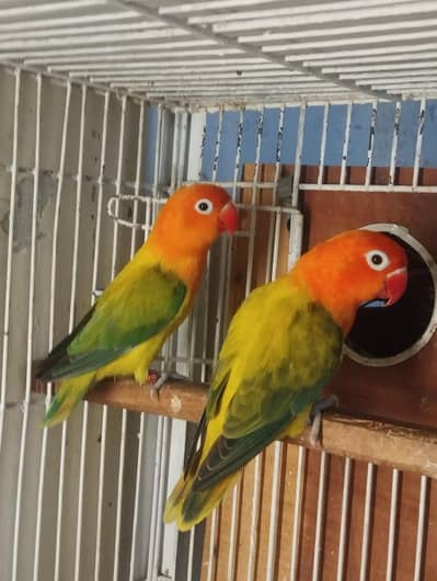 love birds pair or pahty or chicks
