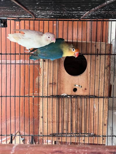 Love Bird Breeder Pair for Sale