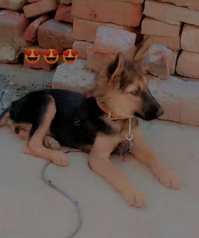 German shepherd
