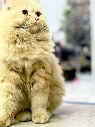 Pure Golden Persian Cat | 14 Months | Kid Friendly | No Aggression |