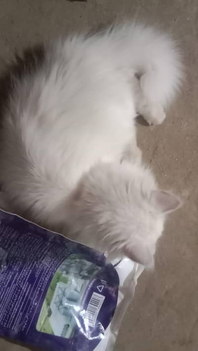 fluffy  triple cotted parcian cat