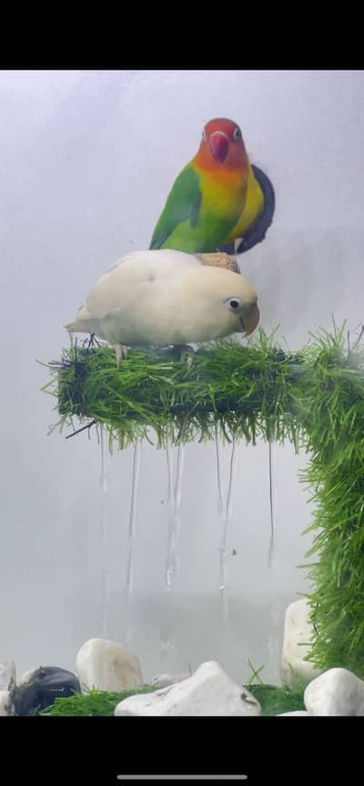 5 pairs of lovebirds for sale with cage. . best quality
