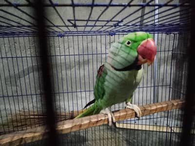 kashmiri raw male bareeder sitiye marta ha miya mhito bolta ha full ok