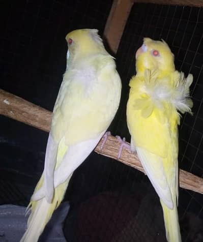 Hogoromo budgies ready to breed pair for sale.