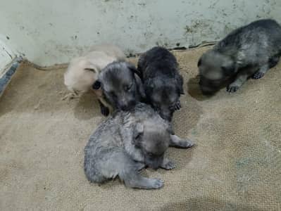 Pure bighyari puppies