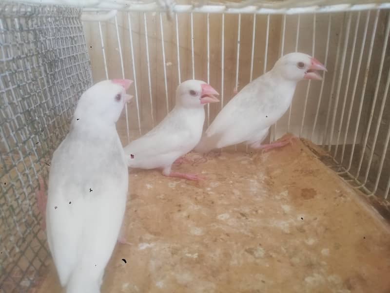 Java finch 1
