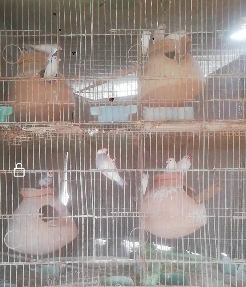 Java finch 2