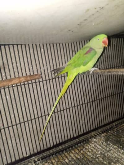 Breader female 03143275503