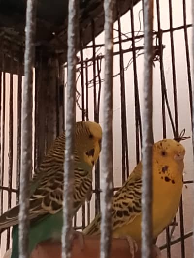 king size T. C. B pair