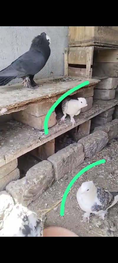 sentinent breeder pair for sale