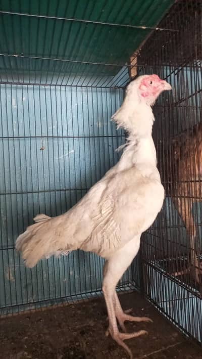 paper white heera aseel madi