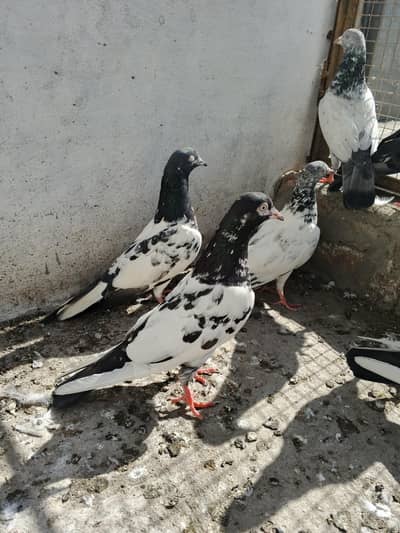 Teddy golden Sialkot original kabutar for sale