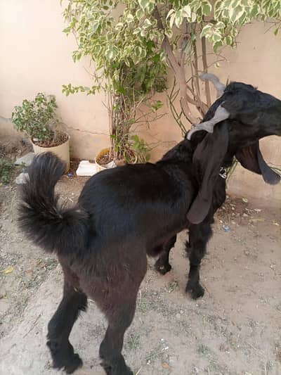 Kamori or Rajanpuri bakry