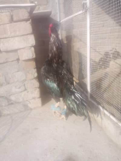 quality moshkaa breed and Heera Madi for sale