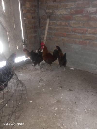 desi gold 4 piece ka set