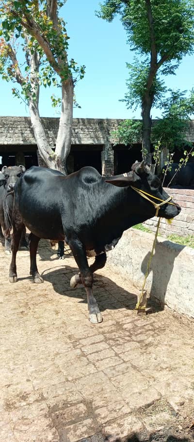 Wacha /wehda /bull  for sale qurbani