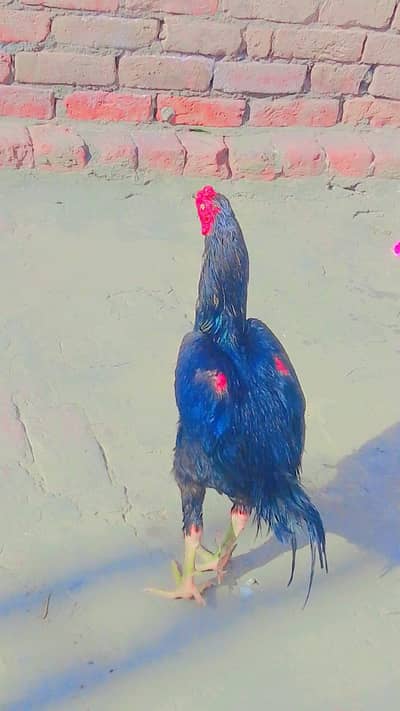 aseel Murga full healthy and active