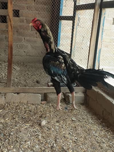 achi nasal ka murga or murgi Kali mushki