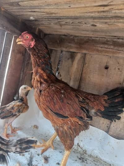 only whatsapp contact 03000430983 (03447436815