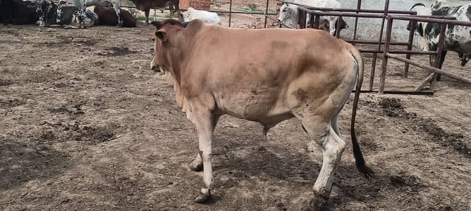 Beautiful and healthy Animals for Eid UL Adha