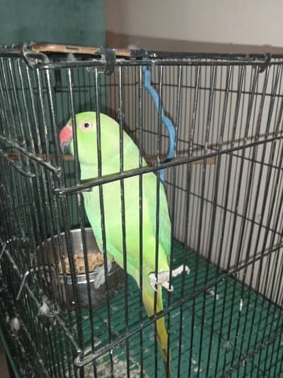 raw parrot for sale