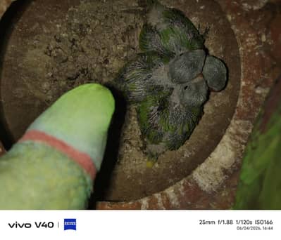 raw parrot 3 baby for sale