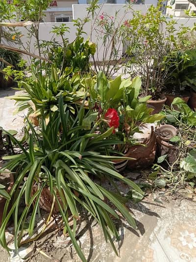 Plants all kind of plant are avalible