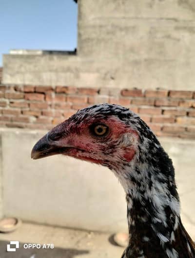 heera and dragon cross pathiya