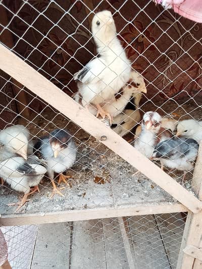 Chicks for sale