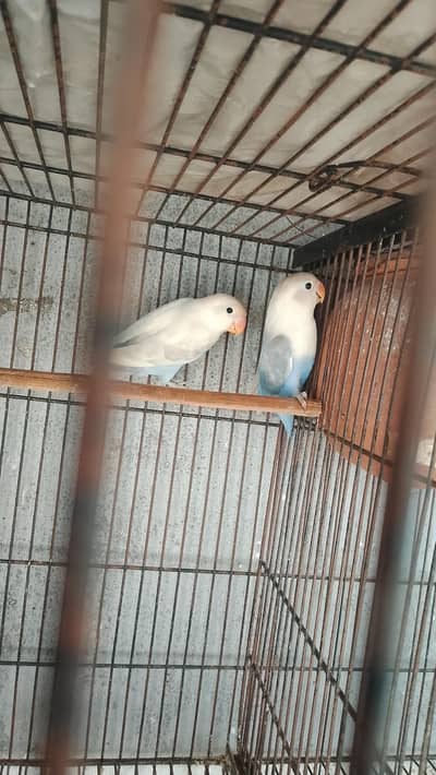 Love pair pair for sale split red eyes healthy and active pair