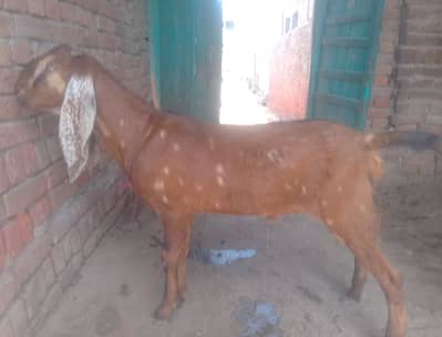 2dant bakra for eid 03002184974