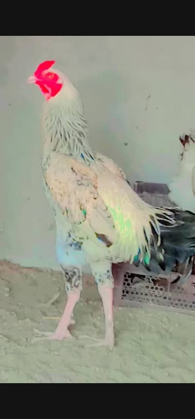 SHAMO CROSS Male for Sale