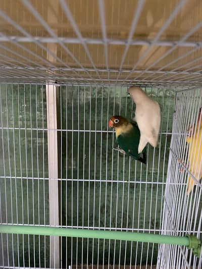 Love birds albino red eyes and parblue