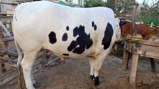 Bull for Eid UL Adha 2026