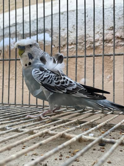 Hogoromo Double Flower Male For Sale