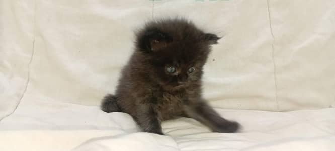 triple coded pure Persian