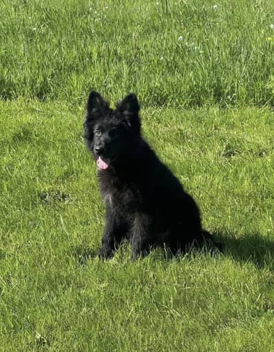 German Shepherd Puppies WhatsApp03201503884