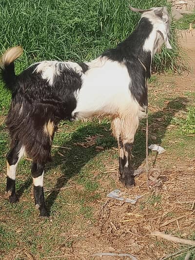 donda bkra  for  sale  0332>8500>z739