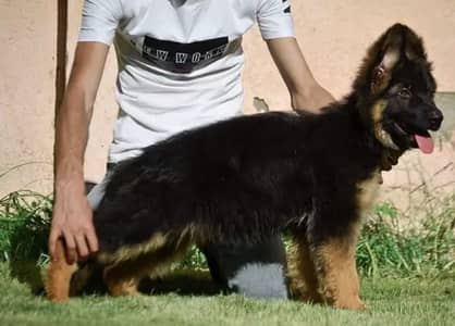 German Shepherd Puppies WhatsApp03201503884