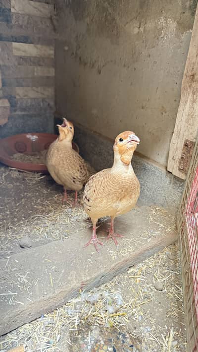 High quality Irani teeter breeder pair with three eggs