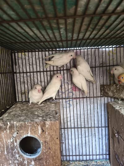 red eyes and black eyes