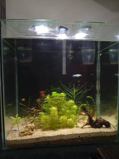 Aquarium with live plants and expensive fishes brand new