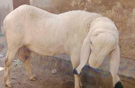 Pure Kajla 5 Point. . . 2 Dant Fresh. . .