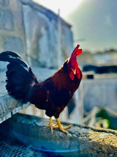 RIR Golden misri murgha best for breeding full jumbo size