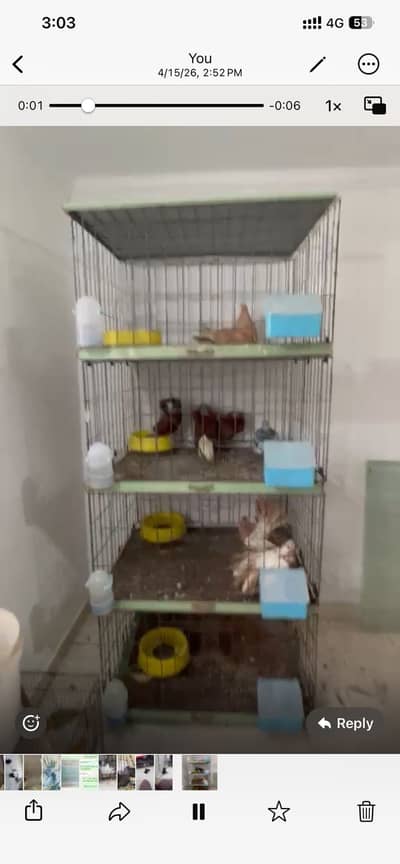 Fancy Pigeons Cages