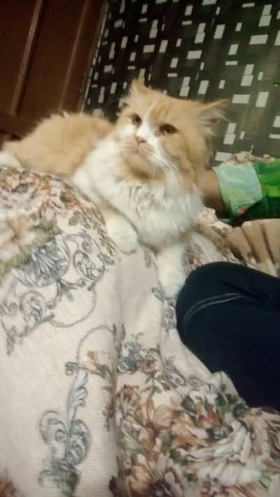 persian cat male
