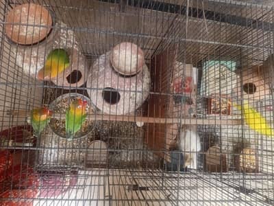 2pair lovebird 2pair Australian and steel cage with separations